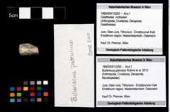Foto (Objekt + Etikett) von Bullariscus patruliusi (Robins et al., 2013)  (NHMW-GEO-1990-0041-3292)
